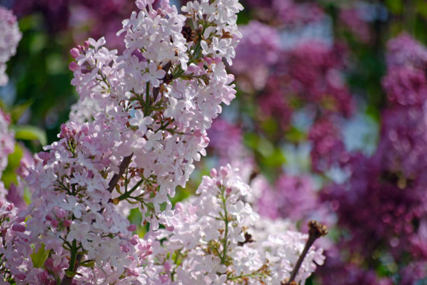 close-up of lilac blooms in shades of mauve and purple