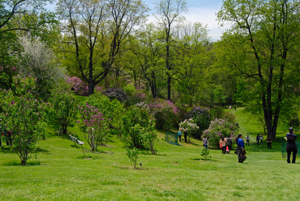 a gentle sloping hillside is dotted with lilac trees