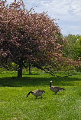 a pair of Canada geese graze on a lawn near a flowering crabapple tree