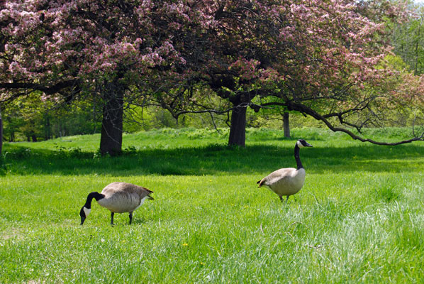 a pair of geese on a green lawn unde the crabapple trees in the Arboretum