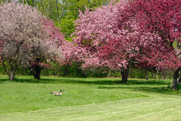 a vibrant display of flowering crabapples at the Arboretum