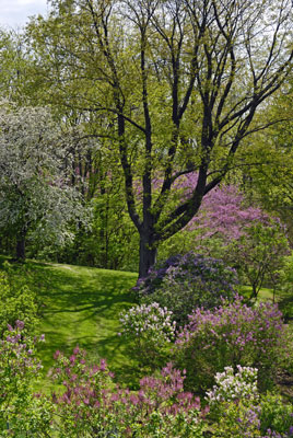 lilac trees display white, mauve and purple blossoms in the Lilac Dell at the Royal Botanical Gardens