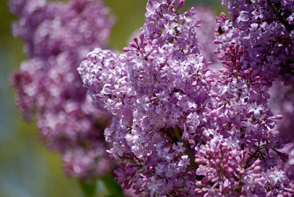 dense purple lilac flowers