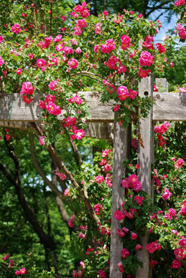 pink climbing roses