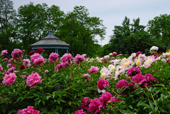 a glimpse of the gazebo beyond a bed of pink peonies
