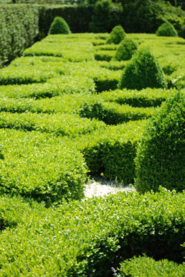 geometric boxwood display in the Laking Garden at the Royal Botanical Gardens