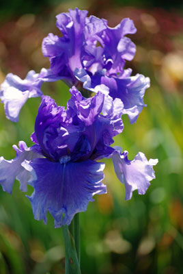 close-up of a ruffled blue iris