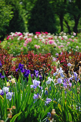 colourful beds of iris and peonies