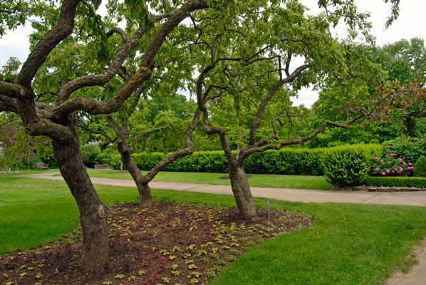 a group of three trees with twisted branches near the entrance of the Laking Garden