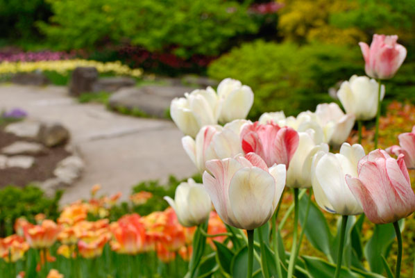 tulip beds in the Rock Garden at the Royal Botanical Gardens near Hamilton