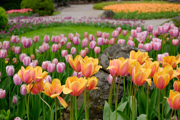 a sea of tulips in various colours