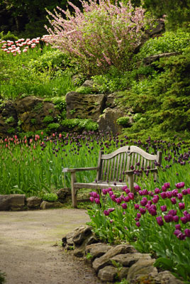 another bench with tulip beds on either side