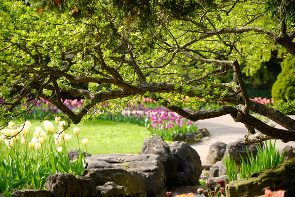 a view of tulip beds through the arching branches of a low tree