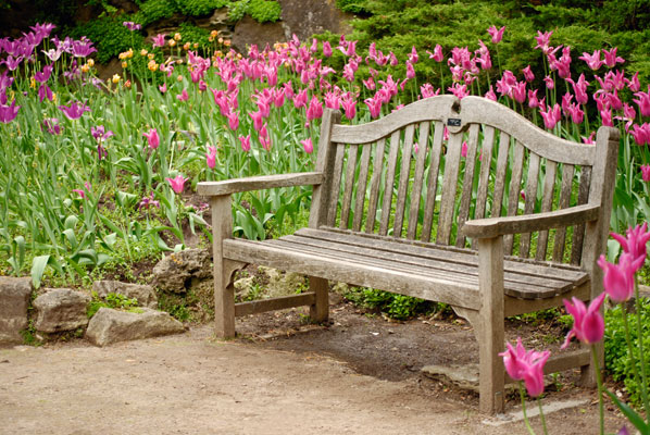 another bench among stands of tulips
