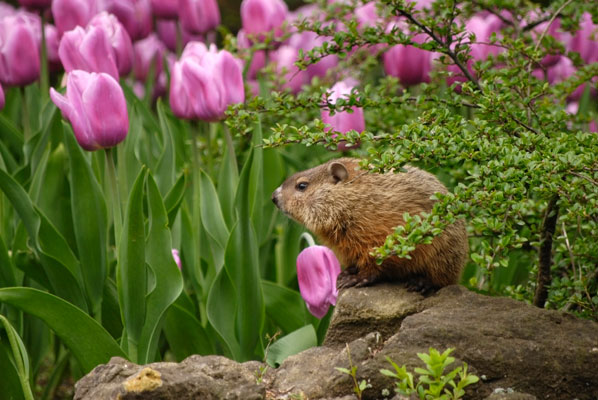 a baby groundhog sits on a rock among the tulips