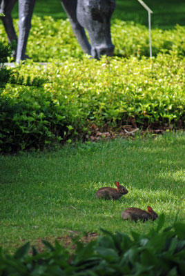 baby bunnies on a lawn above the quarry in the Rock Garden