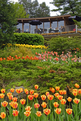 a view of the tea house beyond the tulip beds