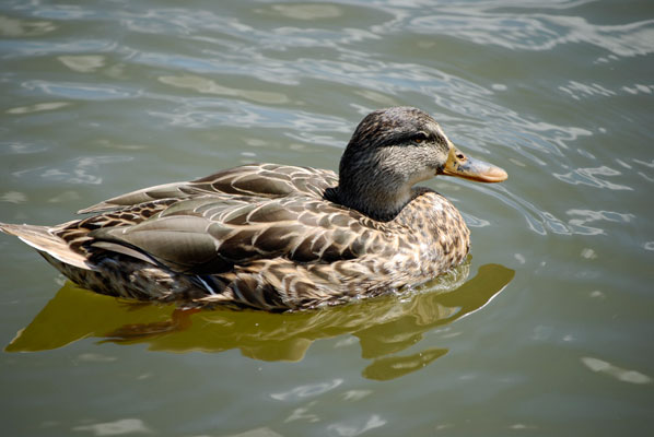 photo of a duck swimming in the pond at Richmond Green Park