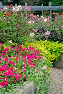 raised beds of colourful annuals in Rosetta McClain Gardens