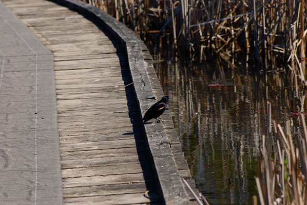a red winged blackbird on the Wetland Trail