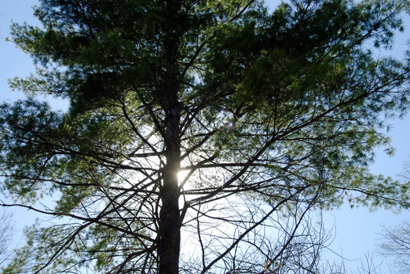 sunlight shines through the branches of an evergreen in Terra Cotta Conservation Area