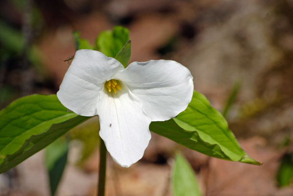 close-up of a trillium flower