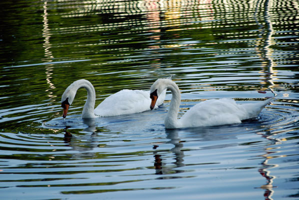 a pair of swans swim with necks arched