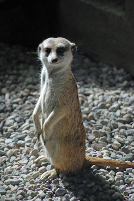 a meerkat stands looking at the camera