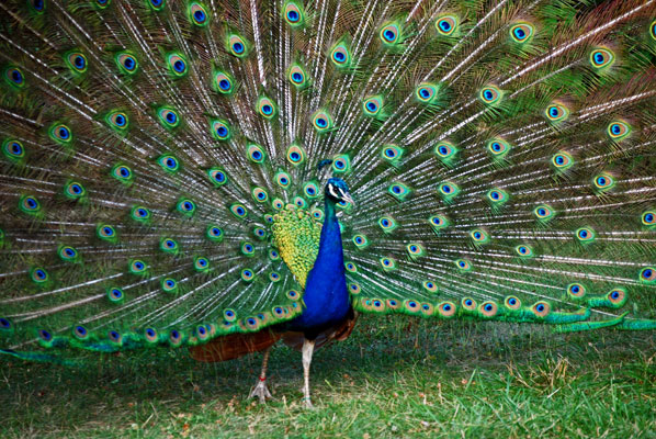 a peacock displaying its tail
