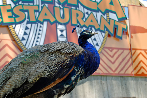 a peacock stands in front of a sign on the restaurant roof