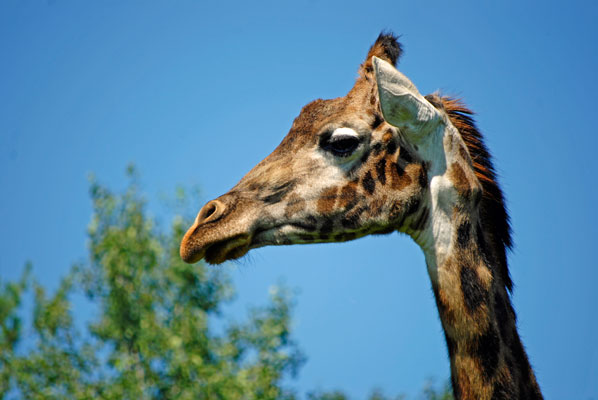 close-up of giraffe head in profile