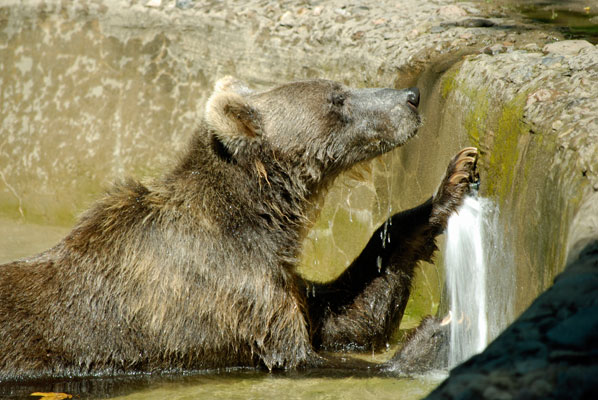 a grizzly bear enjoys playing with spraying water at the Toronto Zoo