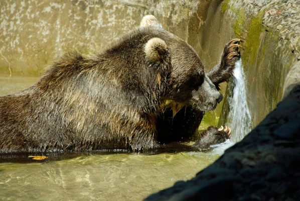 grizzly bear with water