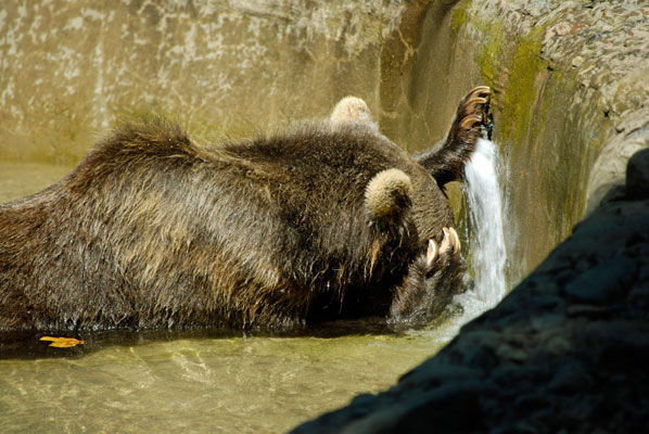 grizzly bear bends down to drink from water spray